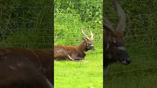 A Sitatunga Taking a Nap sitatunga animal ytshort shorts [upl. by Willetta]