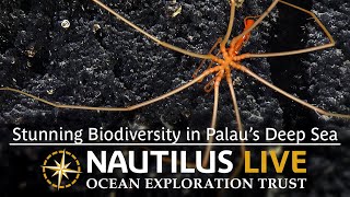 Stunning Biodiversity in Palau’s Deep Sea  Nautilus Live [upl. by Ssepmet]