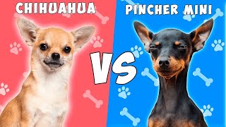 Chihuahua vs Pinscher  ¿Quien gana [upl. by Vinaya]