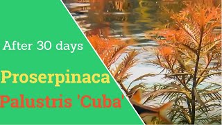 Proserpinaca Palustris cuba 30 day timelapse  Mermaid Weed [upl. by Neri]