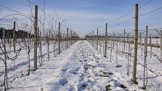 Cięcie trzyletniej winorośli [upl. by Aseen]