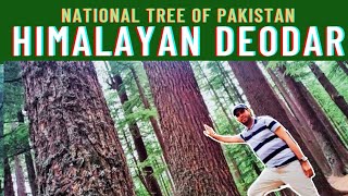 Cidrus Deodara  National Tree of Pakistan  Info Biodiversity [upl. by Ardnoel954]