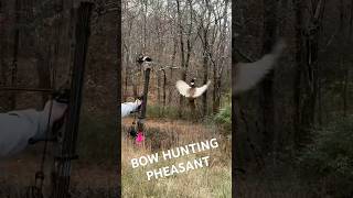 Bow hunting pheasants right out of the air archery wildlife bowhunting hunting nature fypシ゚ [upl. by Florina]