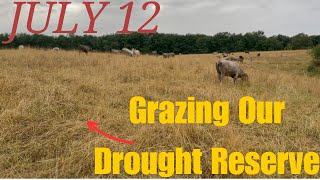 EP 55  Grazing Our LAST Drought Reserve Stockpile  Pink Eye Update  July 12 [upl. by Macrae]