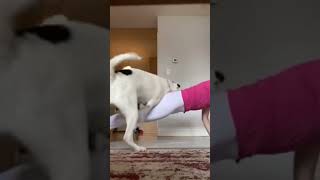 Flipping my dog 🤸 yoga downwarddog [upl. by Atalayah]