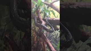 brookfield zoo tropical reptile amp bird [upl. by Yunfei94]