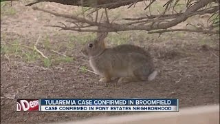 Tularemia case confirmed in Broomfield [upl. by Janyte]