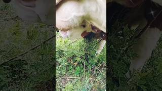 Cow calf drinking milk shorts shortsfeed viral [upl. by Dud]