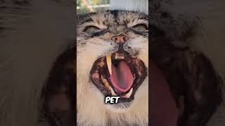 Discover Pallas Cat a very cute pet cat breed animals pets [upl. by Wershba321]