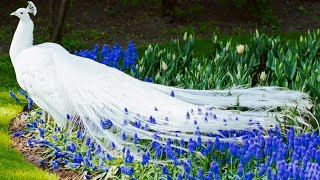 Cantiknya Burung Merak Ini Warnanya Begitu Mempesona  Beautiful Peacock [upl. by Allicirp]