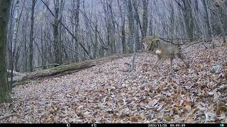 Roe Deer Capreolus capreolus at Chestnut Forest  Alps Conifer and Mixed Forest [upl. by Arob]