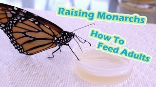 Raising Monarchs  How To Feed Adults Help The Monarch Butterfly [upl. by Nitsid879]