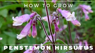 Penstemon Hirsutus  How to Grow Hairy Beardtongue [upl. by Odo657]