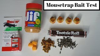 Mousetrap Bait Test With Motion Cameras amp Wild MiceRats What Is the Best Mousetrap Bait [upl. by Rolanda]