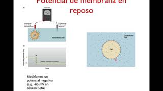 Potencial de reposo de la célula [upl. by Ravo297]