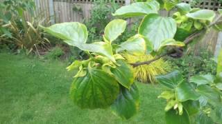 Growing Persimmon Sharon fruit in the UK Spring flowers [upl. by Akenn265]