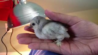 Blue duccle bantam chick [upl. by Ingram865]