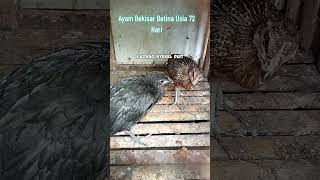 Ayam Bekisar Betina ayamhutanbetina bekisar ayambekisarbetina chicken fyp [upl. by Deevan]