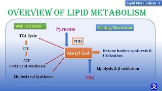 1 Overview of lipid metabolism  Lipid Metabolism1  Biochemistry  NJOY Biochemistry [upl. by Ranitta]