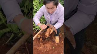 Sweet Potatoes Harvesting from Farm With Rural Farmer Activites satisfying shorts [upl. by Enaujed]