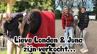 Lieve Londen amp Juna zijn verkocht❤️😭 joanneneidhoferhorses [upl. by Acinot531]