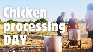 Chicken PROCESSING day33 CHICKENS [upl. by Nosyk]