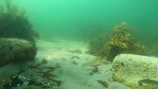 20210714  Atlantic Tomcod at Brant Rock [upl. by Annabelle892]