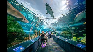 Ripleys Aquarium of Canada  Toronto [upl. by Moulton]