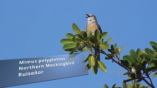 El Cantar del RUISEÑOR Northern Mockingbird Mimus polyglottos orpheus [upl. by Gaiser60]