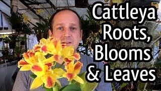 Rescue Cattleya Orchid Care  Cattleya Blooms How to regrow Orchid roots and Trim ugly leaves [upl. by Frager]