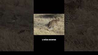 Leopardo Caza un Jabalí shorts animalessalvajes leopardo [upl. by Uhthna613]