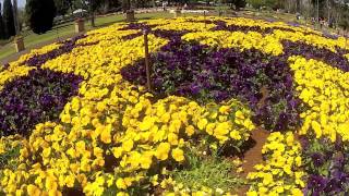 Toowoomba Carnival of Flowers 2013 [upl. by Marrin]