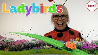 Ladybirds Facts and Fun  Kids Videos [upl. by Einahc]