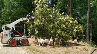 Hillbilly Sheep Feed [upl. by Akihsar]