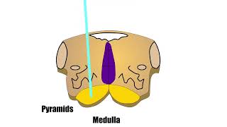 Corticospinal tracts with animation [upl. by Terraj]