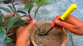 How To Grow Eranthemum Plant From Cutting  Propagation Tips [upl. by Adnovay]