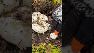 Khu rừng mới nhiều nấm tùng nhung búp Matsutake Mushrooms Foraging BC ToutLeMonde7 TLMGocChiaSe [upl. by Delphina]