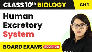 Human Excretory System  Life Process  Class 10 Biology [upl. by Rozanne]