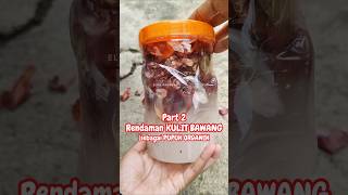 RENDAMAN KULIT BAWANG SEBAGAI PUPUK ORGANIK [upl. by Stedman]