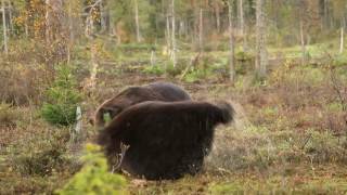 Fighting brown bears [upl. by Javier]