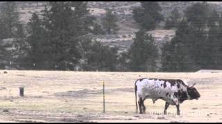 Bull kills rancher [upl. by Nathalia]