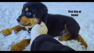 8 week old puppy Rottweilers first days home 02 [upl. by Mariejeanne]