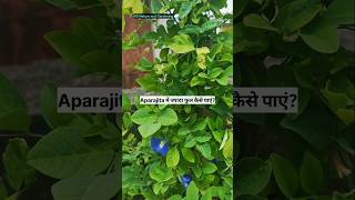 Aparajita me jyada phool kese paye🌿💜shortsyoutubeshortstrendingviralshort [upl. by Halimaj]