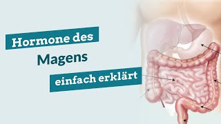 Hormone des Magens einfach erklärt Gastrin  Histamin  Magensäure  Hauptzellen  Belegzellen [upl. by Levy]