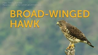 Broadwinged Hawk [upl. by Aleece664]