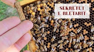 Sekretet e Bletarit  The Secrets of beekeepers [upl. by Airdnua]