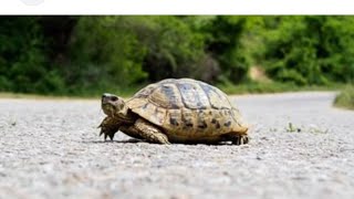 Karachis Rainy Day DelightAdorable Tortoise Plays in the Weather  unforgettable momentskarachi [upl. by Nnyledam438]