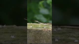 Bronzeback snake near Mahanadi River snake snakes snakevideo snakehead mahanadiriver [upl. by Levram]