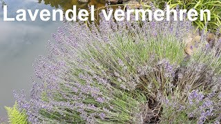 Echter Lavendel [upl. by Congdon]