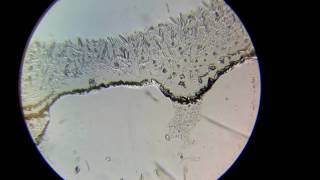 Кристаллизация соли Под микроскопом Crystallization of the salt Under the microscope [upl. by Abibah]